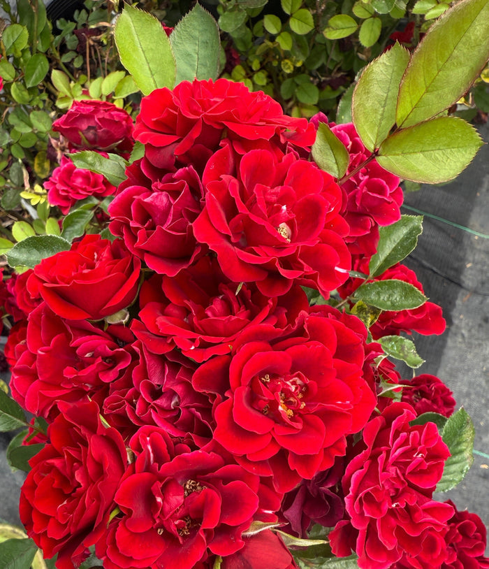 Rosa Red Sunblaze®