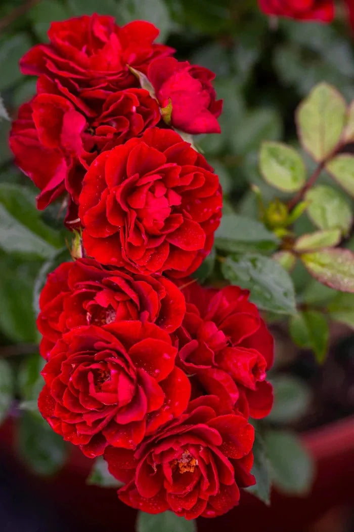 Rosa Red Sunblaze®