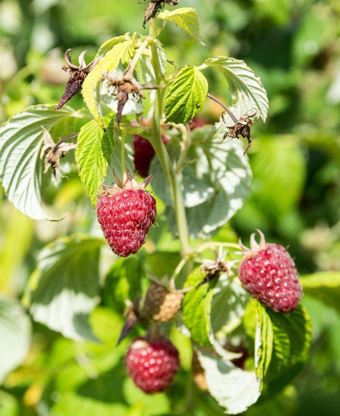 Rosanna Red Raspberry - Raintree Nursery