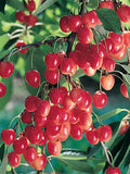 Royal Ann Cherry - Raintree Nursery