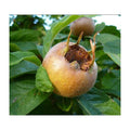 Royal Medlar-Fruit Trees-North Woods-1 Gallon Pot-