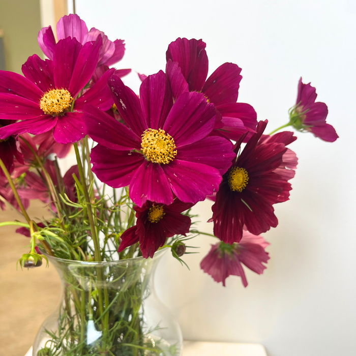 Rubenza Cosmos Seedling