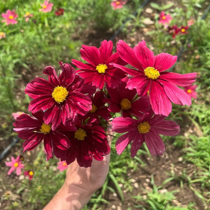 Rubenza Cosmos Seedling