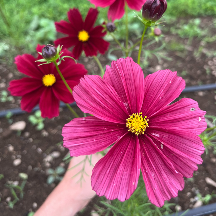 Rubenza Cosmos Seedling