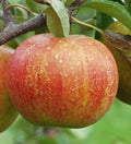 Rubinette Apple - Raintree Nursery