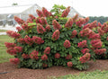 Ruby Slipper Hydrangea-Ornamentals-Briggs-1 Gallon Pot-