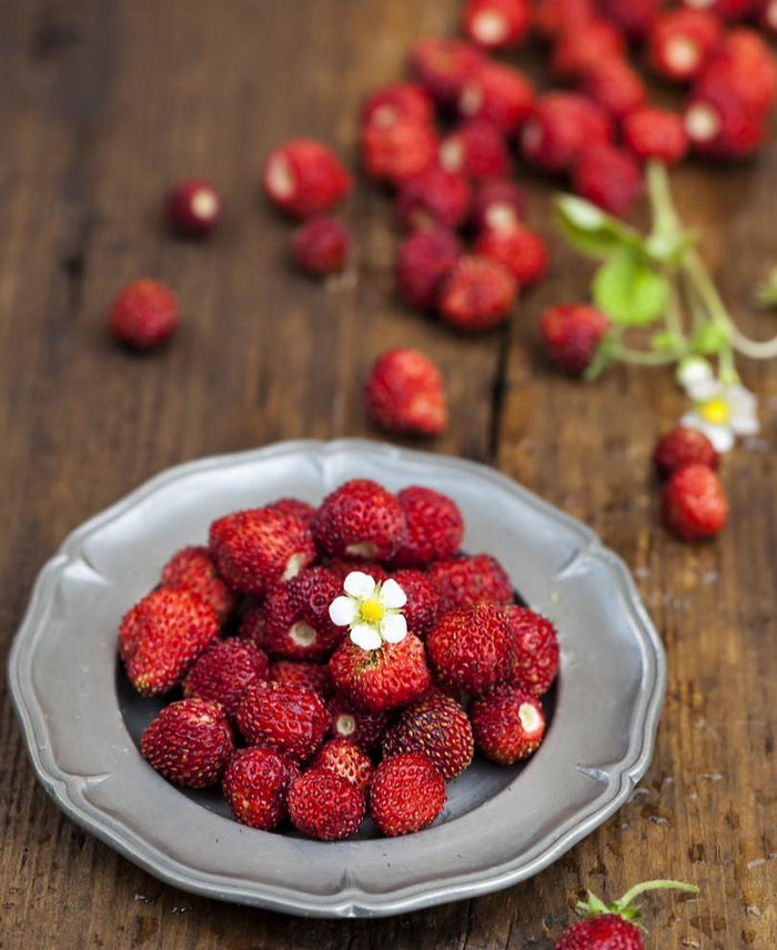 Rugen Alpine Strawberry - Raintree Nursery