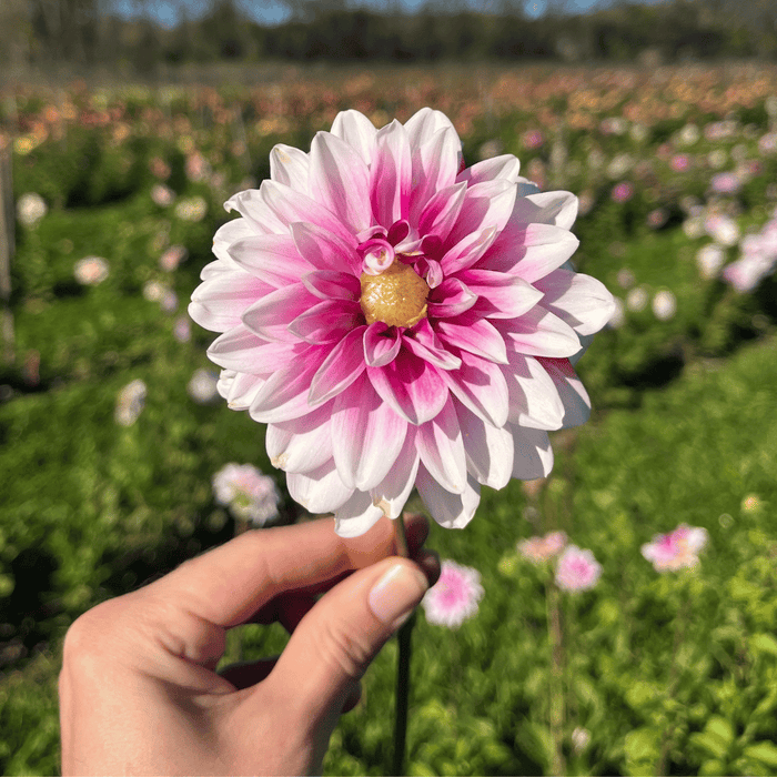 Ryan C Dahlia Tuber