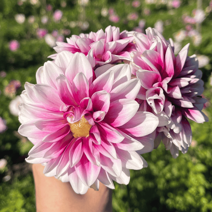 Ryan C Dahlia Tuber