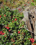 Scarlet Lingonberry - Raintree Nursery