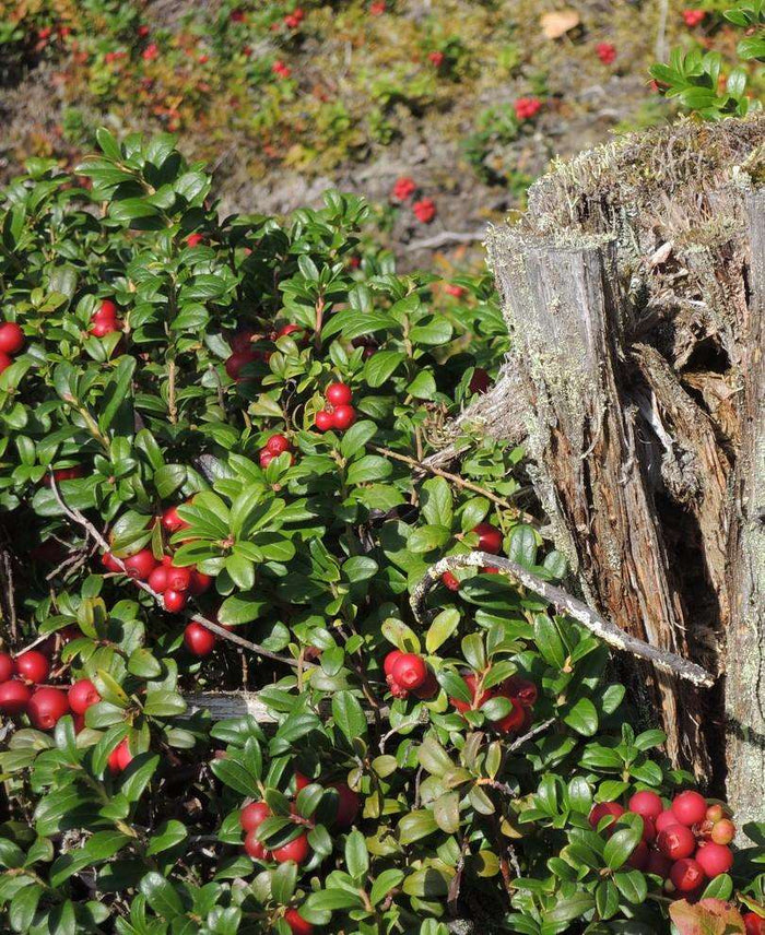 Scarlet Lingonberry - Raintree Nursery