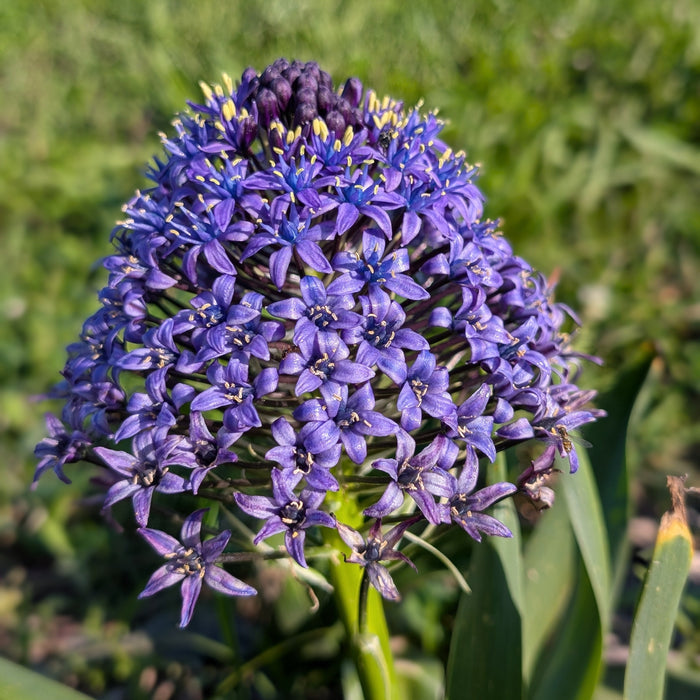 Scilla Peruviana 'Portuguese Squill Blue'