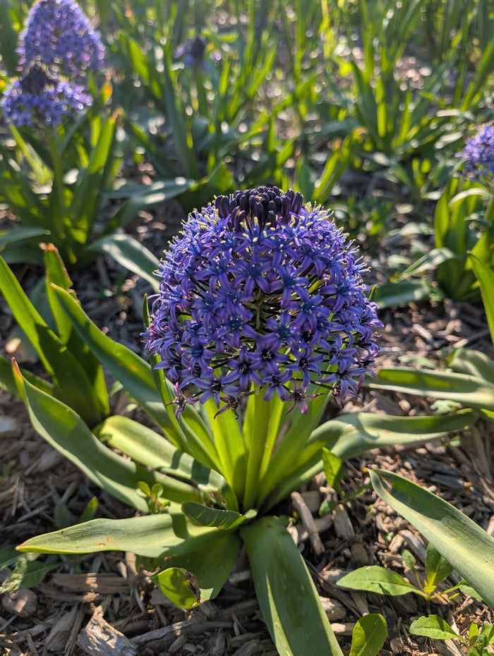 Scilla Peruviana 'Portuguese Squill Blue'