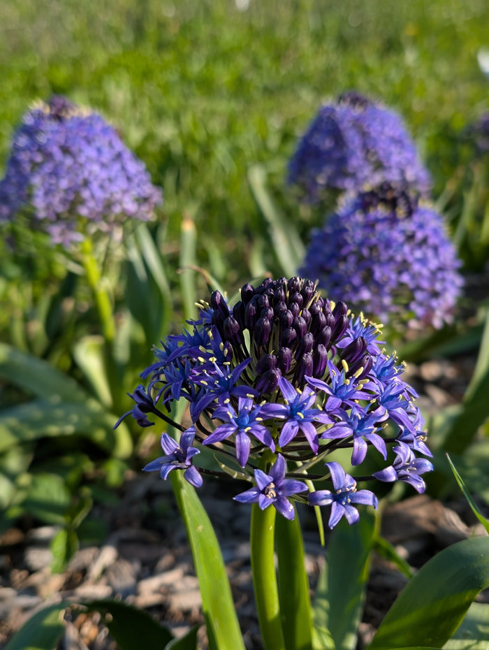 Scilla Peruviana 'Portuguese Squill Blue'