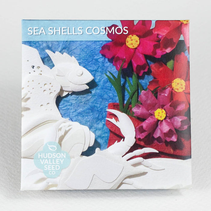Seashells Cosmos Art Pack