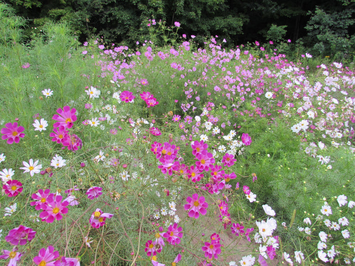Sea Shells Cosmos