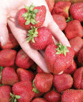 Seascape Strawberry-Berries-Koppes-25 Bareroot Crowns-