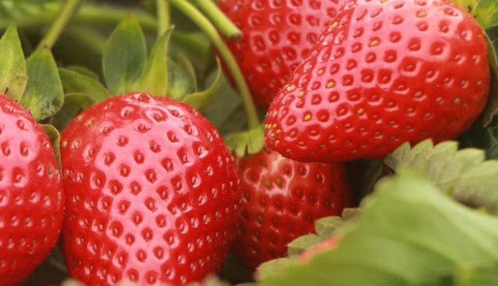 Sequoia Strawberry