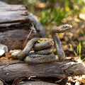 Snake coiled on a log with a natural background