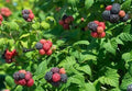 Shekinah 'Tahi' Black Raspberry