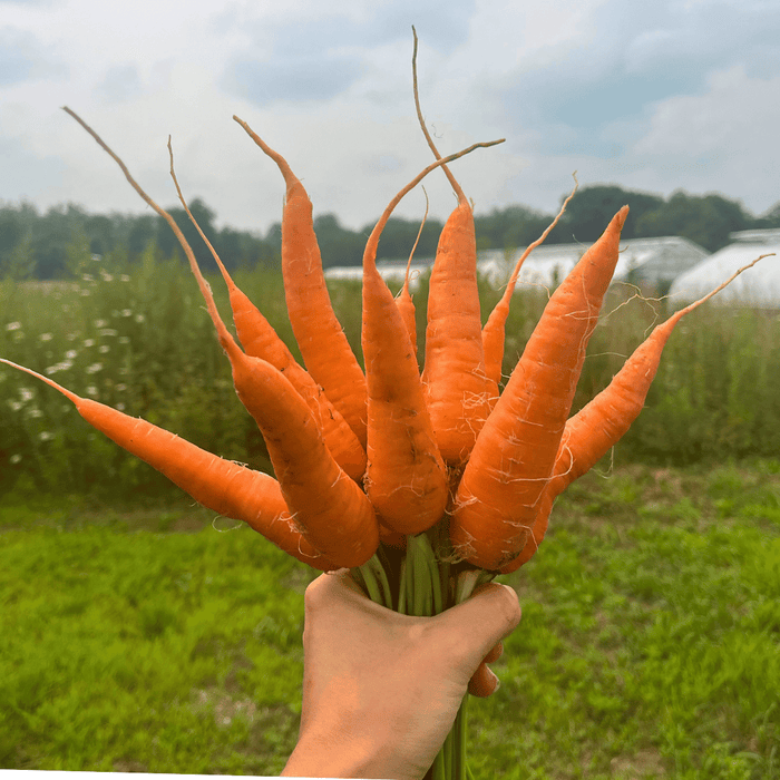 Shin Kuroda Carrot