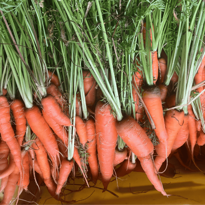 Shin Kuroda Carrot