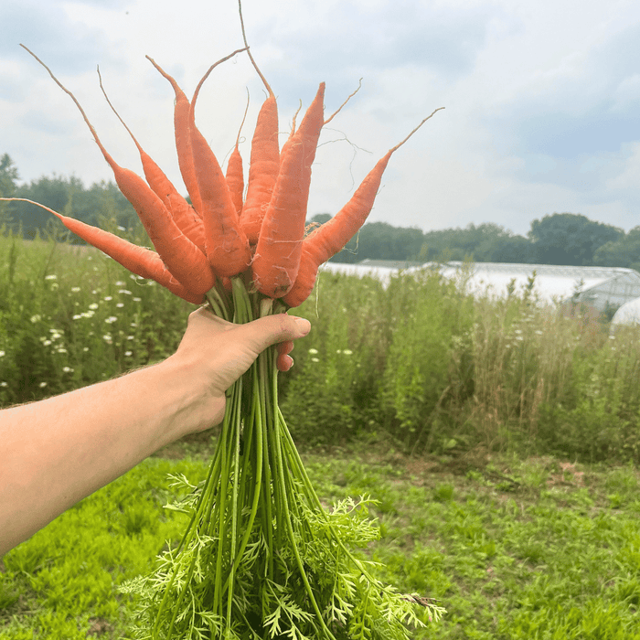 Shin Kuroda Carrot