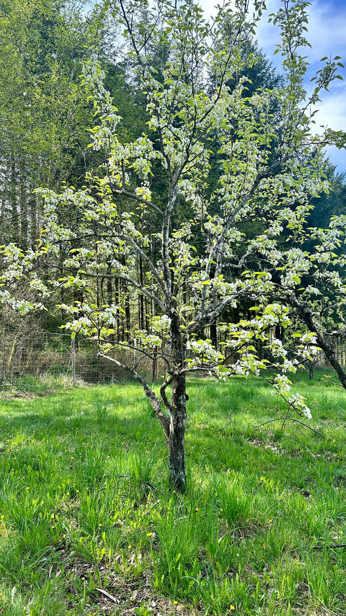 Shinseiki Asian Pear-Fruit Trees-Biringer-Semi-Dwarf (4'-5')-