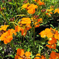 Siberian Wallflower