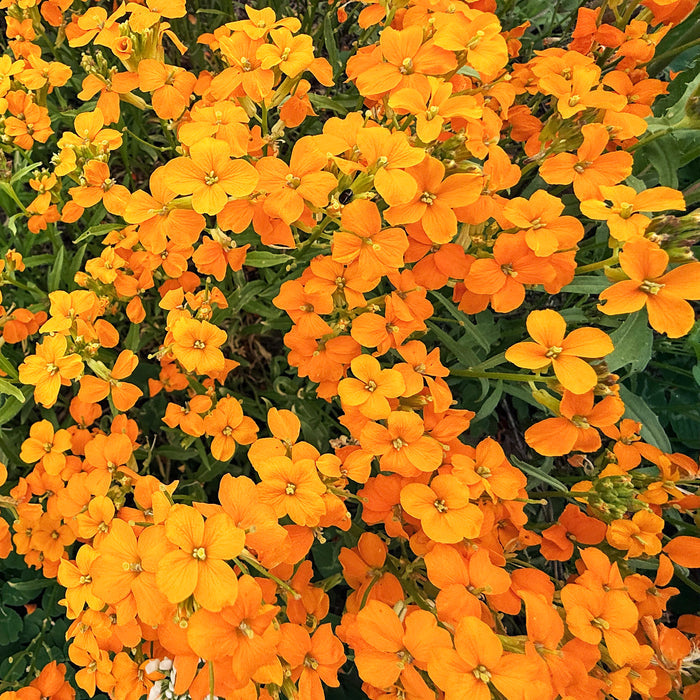 Siberian Wallflower