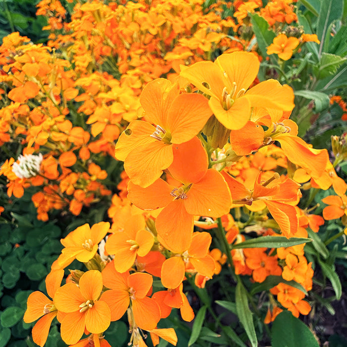 Siberian Wallflower