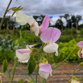 Signpost Sweet Pea Seedlings
