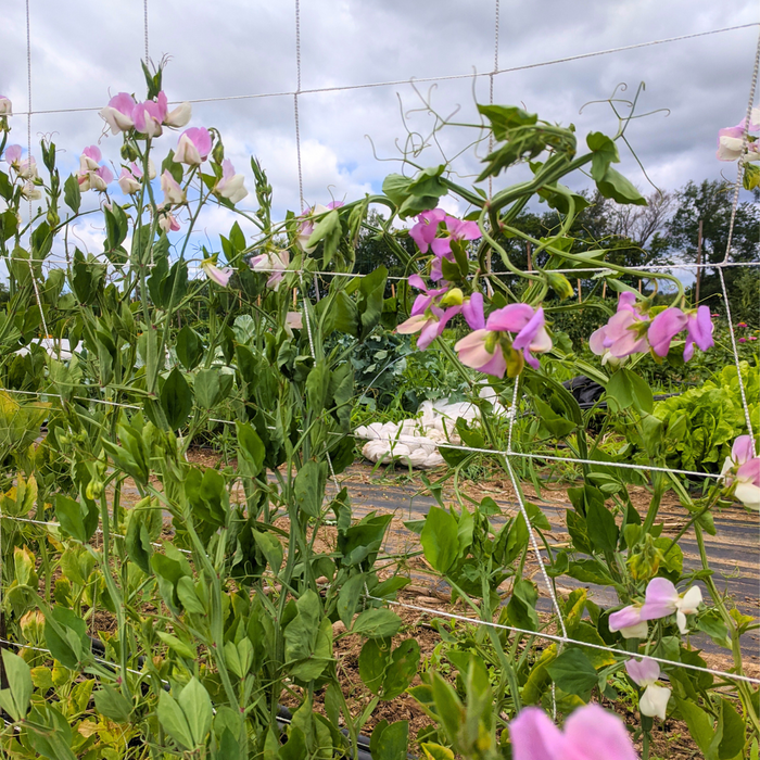 Signpost Sweet Pea Seedlings