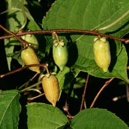 Silver Vine Kiwi Bundle