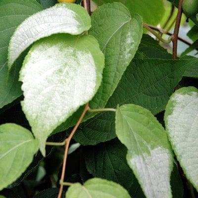 Silver Vine Kiwi Bundle
