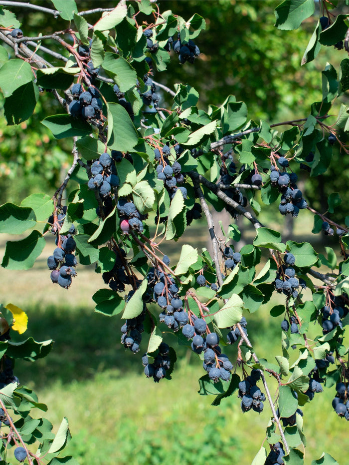 Smokey Serviceberry - Raintree Nursery