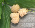 Snowbank Blackberry-Berries-Dave Wilson-10" Sleeve-