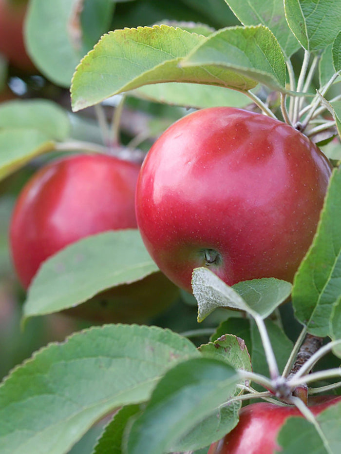 Snowsweet Apple - Raintree Nursery