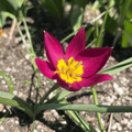 Species Tulip humilis 'Persian Pearl'
