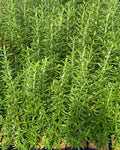Spice Island Rosemary