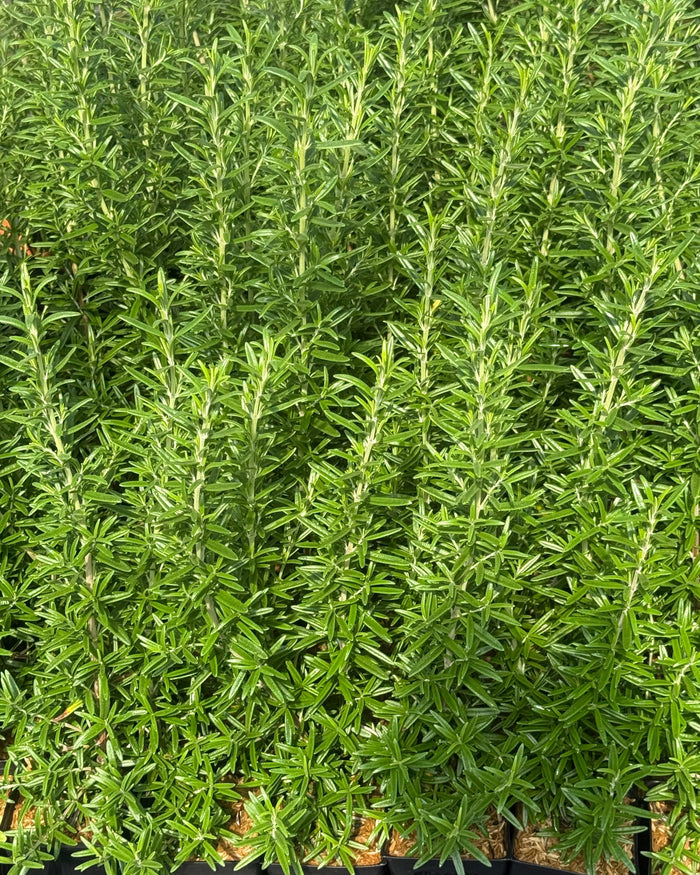 Spice Island Rosemary