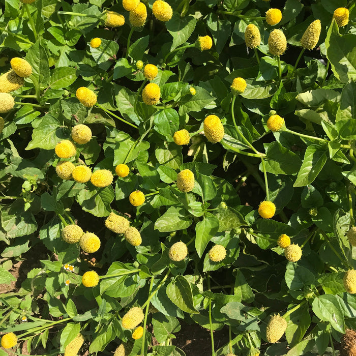 Spilanthes Seedlings