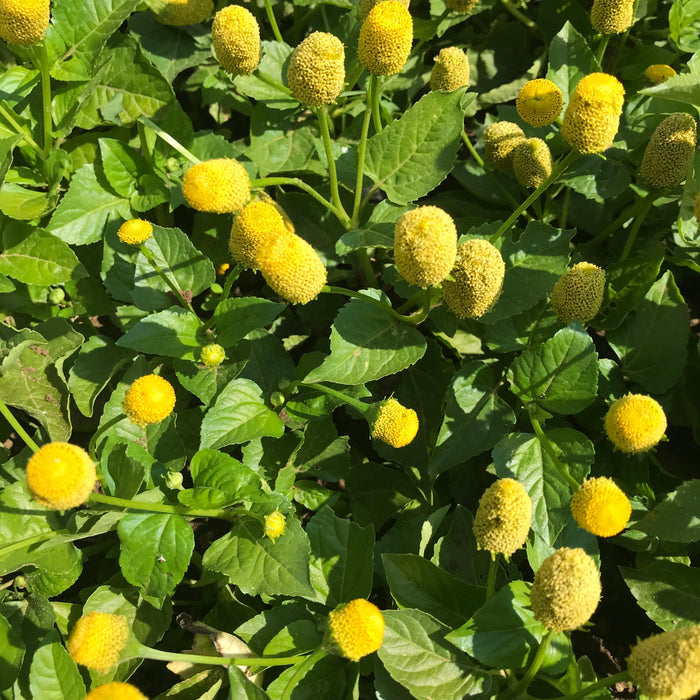 Spilanthes Seedlings