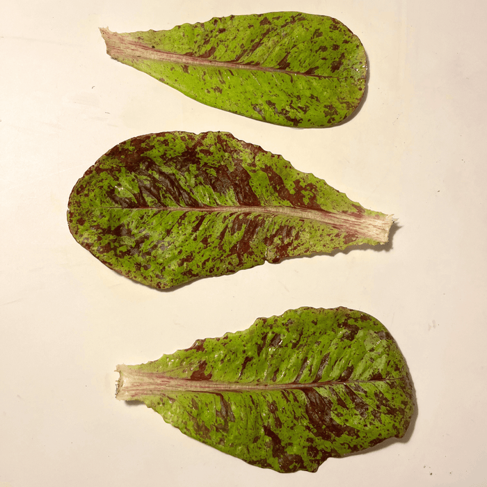 Spotted Trout Lettuce Seedlings