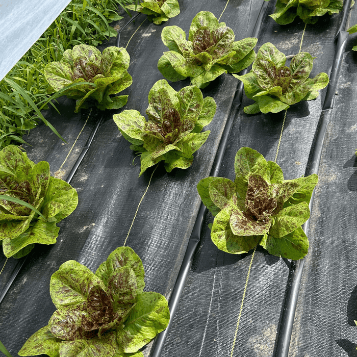 Spotted Trout Lettuce Seedlings