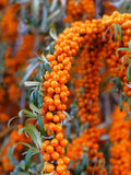 Star of Altai Sea Berry™ - Raintree Nursery