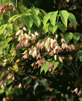 Stauntonia Vine - Raintree Nursery