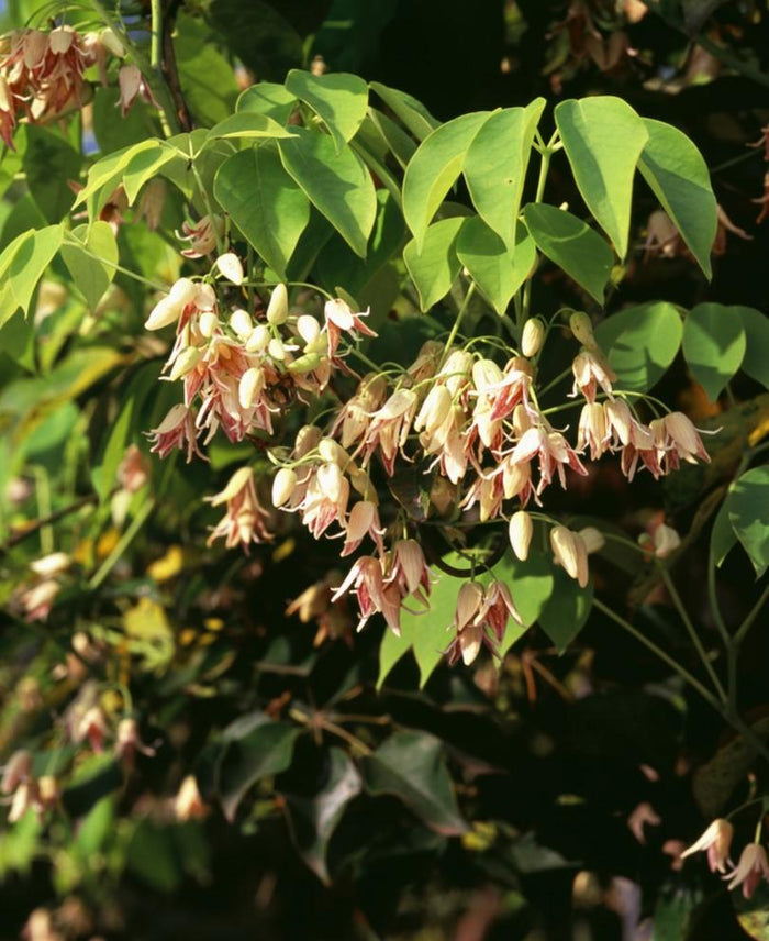 Stauntonia Vine - Raintree Nursery