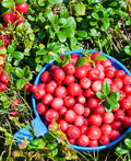 Stevens Cranberry-Berries-Raintree Prop-4" Pot-