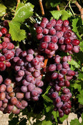 Suffolk Red Seedless Grape